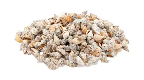 NaDeco Canarium Urceus - Deko-Schnecken für maritime Dekoration und Basteln