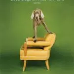 Chronicle Books Good Dogs Notizkarten und Umschläge für Tierliebhaber