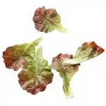 Künstliche Salatblätter von [Brand] – Naturgetreue Deko für kreative Arrangements