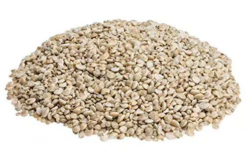NaDeco Umbonium Vestiarium Deko-Schnecken für Basteln und Dekorieren