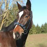 Kerbl Exklusiv WB Kappzaum mit Gebissriemen für Warmblutpferde