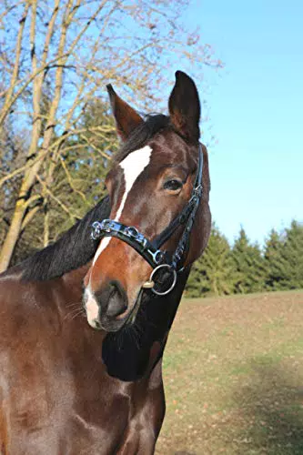 Kerbl Exklusiv WB Kappzaum mit Gebissriemen für Warmblutpferde