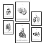 Nacnic Poster der inneren Organe – Ästhetische Collage für Innendekoration
