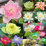 Lotusblume Samen - Winterharte Schalenlotus für Garten und Bonsai Pflanzen