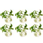 NUPTIO Kreative Wandvase aus Glas für Hydroponische Pflanzen-Dekoration