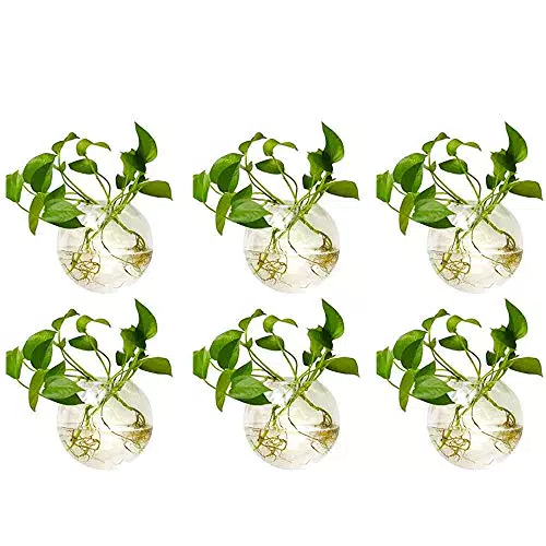 NUPTIO Kreative Wandvase aus Glas für Hydroponische Pflanzen-Dekoration