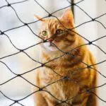 Parain Katzennetz für Balkon und Fenster - Robustes Katzenschutznetz 8x3m