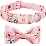 Elegant Little Tail Hundehalsband – Komfortables, verstellbares Halsband für Hunde