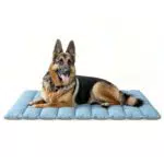 WESTERN HOME Hundedecke Wasserdicht Tragbar für Reisen und Outdoor Komfort
