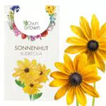 Sonnenhut Samen: Premium Gelber Sonnenhut Saatgut für ca. 20x blühende Sonnenhut Pflanze Rudbeckia Samen Rudbeckia winterhart Sonnenhut Blume Stauden Pflanzen Winterharte Stauden von OwnGrown