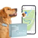 Tractive GPS Tracker für Hunde | Live-Ortung, Weglaufalarm, Aktivitätstracking
